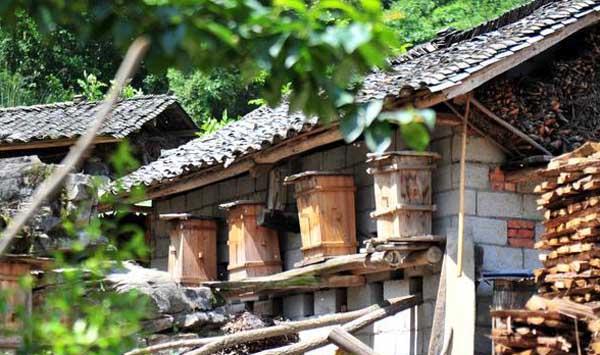 蜂群合并