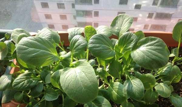 阳台小油菜种植方法