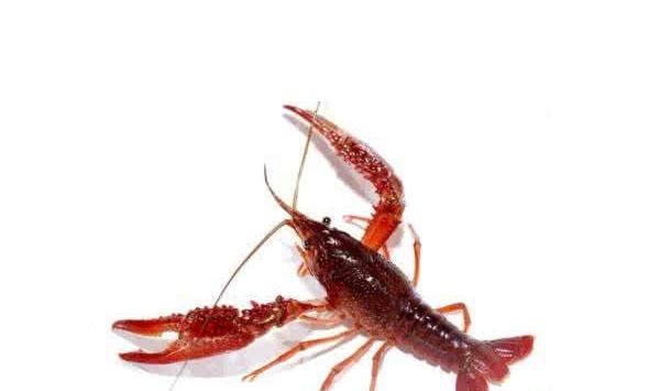 田东县祥周镇池塘虾-稻生态养种试验