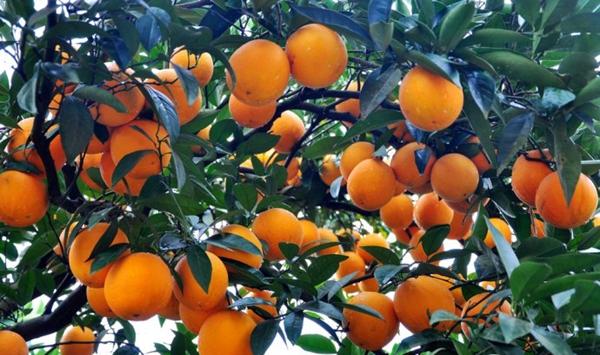 柑橘大小年的原因及减少柑橘大小年的方法