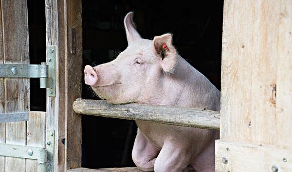 猪舍冬季保暖方法