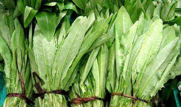 油麦菜种植方法