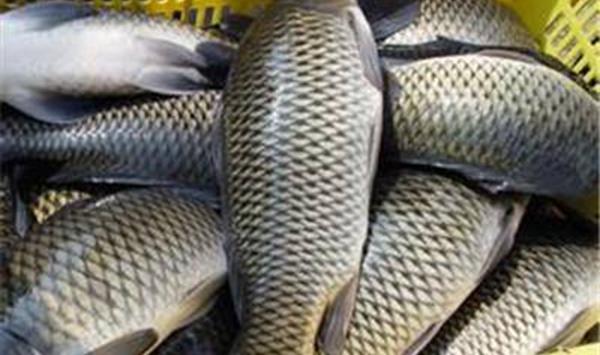 草鱼常规疾病的防治方法