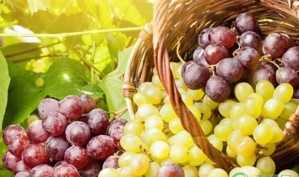 葡萄减轻病虫害、减少农药施用量的避雨栽培技术