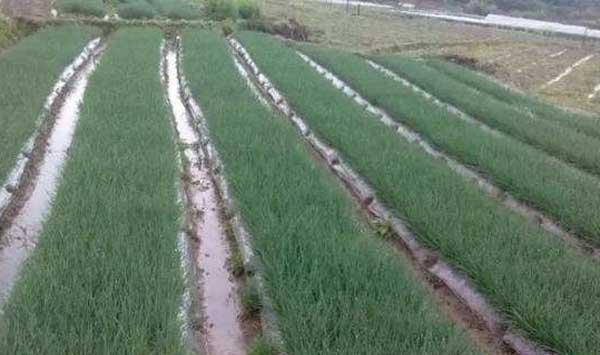 小香葱种植时间