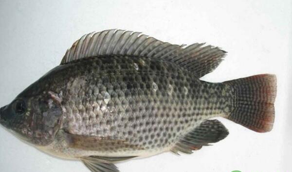 罗非鱼想要安全越冬，就得做好这些防寒保暖工作！