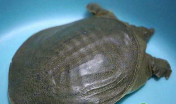 甲鱼繁殖技术及管理要点