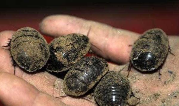 土鳖虫的种类有哪些？土鳖虫人工养殖技术