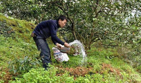 果树肥害预防