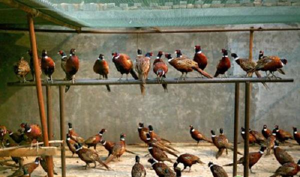 七彩山鸡的孵化方法及养殖技术