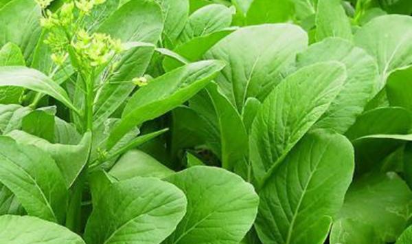 冬季小白菜种植方法
