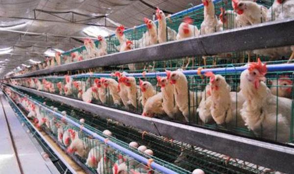 蛋鸡兽用抗菌药使用减量化综合养殖技术