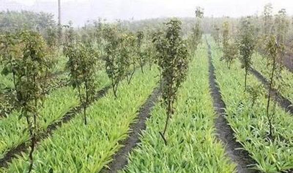 苹果树根系施肥