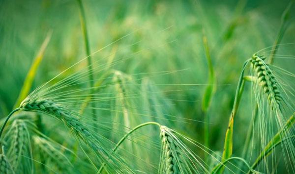 小麦选用优良品种六大要点