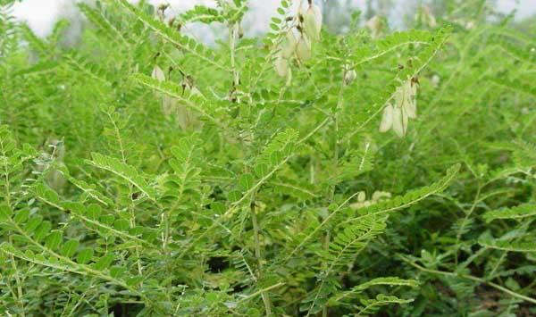 黄芪根腐病症状
