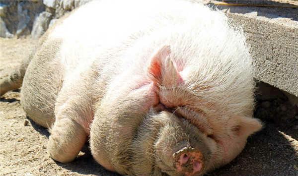 患病弱猪的鉴别