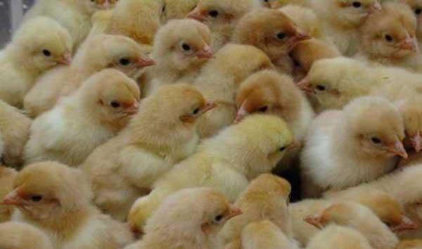 肉仔鸡腹水症原因