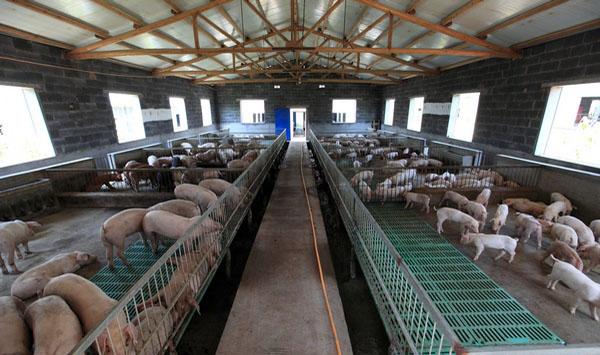 患病弱猪的鉴别方法