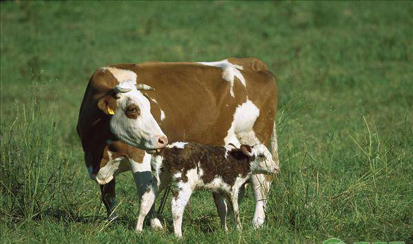 掌握这三点可以让牛长得又快又好