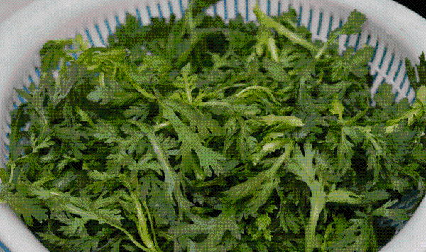 茼蒿的播种时间及高产栽培方法