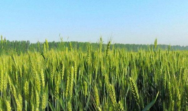 小麦选用优良品种六大要点