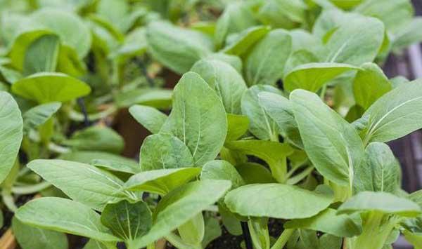 阳台小油菜种植