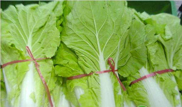 夏秋白菜的病虫害无公害防治技术