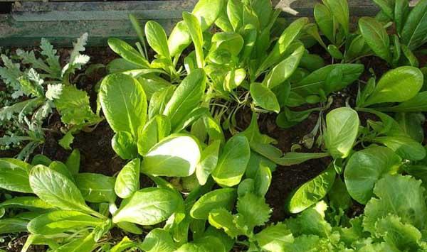 阳台种菜除虫方法