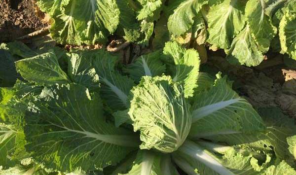 大白菜不包心解决措施