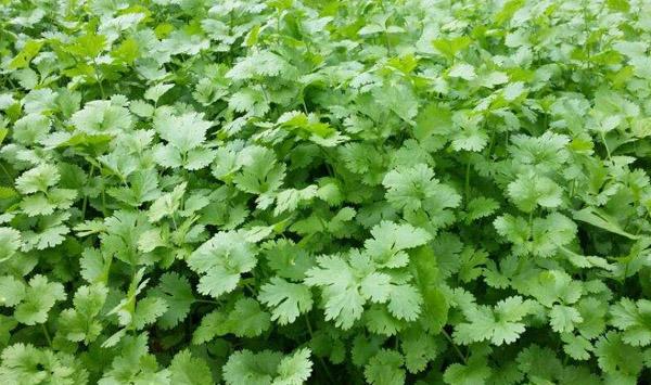 香菜种植应该注意什么？