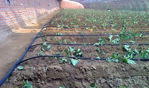 叶面肥和农药使用需要注意什么