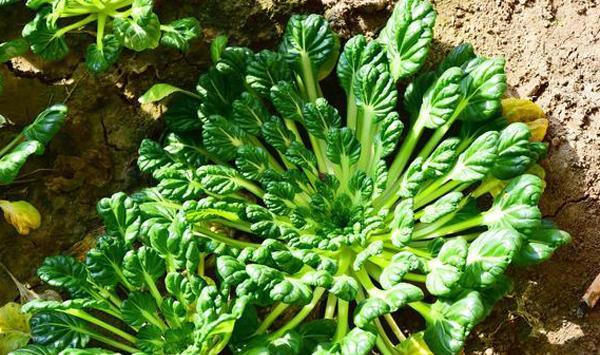 塌菜高产种植管理技术要点