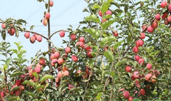 海棠果的种植条件和栽培方法