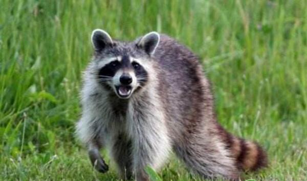 貉传染性肝炎临床症状及综合防治措施