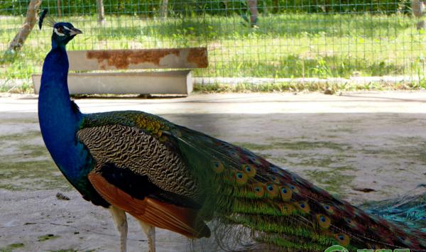 孔雀新城疫临床症状及治疗措施