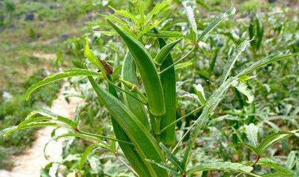秋葵种植时间和种植方法介绍