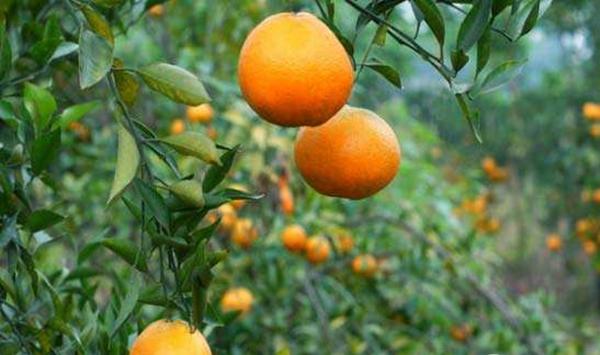 柑橘大小年的原因及减少柑橘大小年的方法