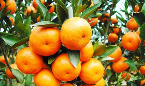 柑橘盖膜防冻技术要点