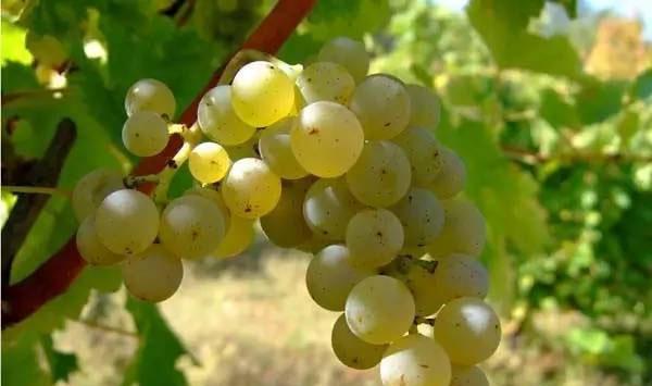 葡萄果实病虫害