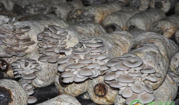 平菇还没有高产量？那是你没学会无病害栽培技术