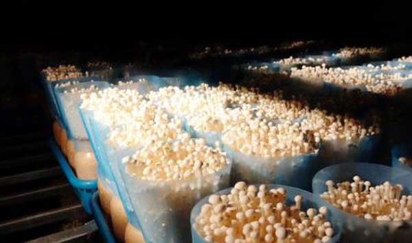 金针菇种植方法