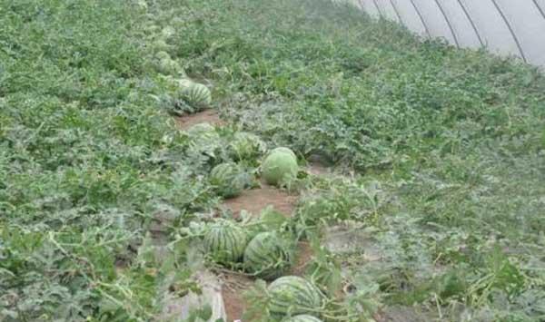 西瓜病虫害防治药剂