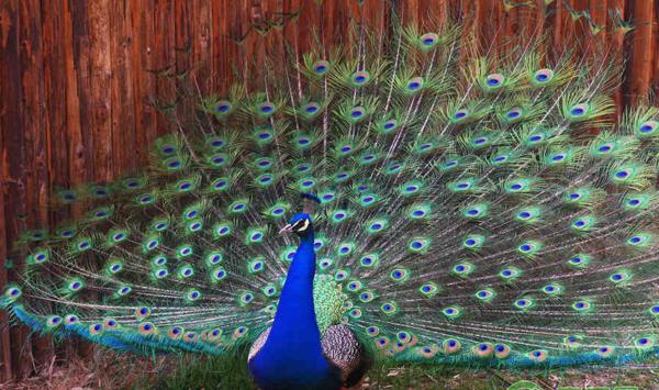 孔雀新城疫临床症状及治疗措施