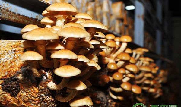 滑菇高产栽培管理方法