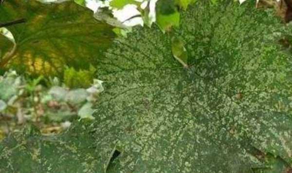 葡萄斑叶蝉防治方法