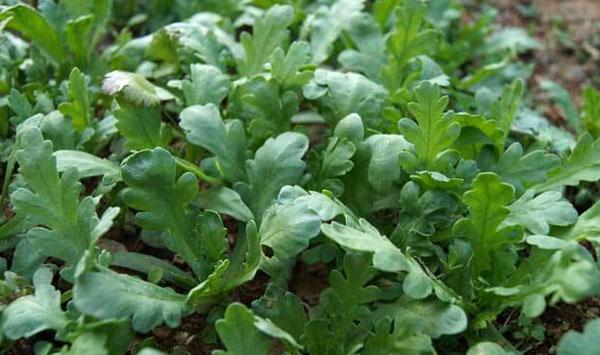 茼蒿的播种时间及高产栽培方法