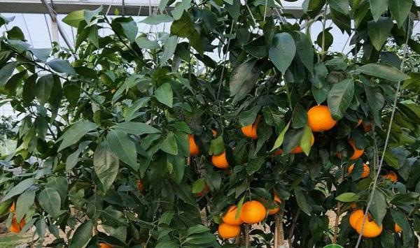 晚熟杂柑新品种“探戈”的栽培技术要点