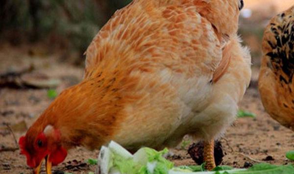 挑选生态鸡品种时要注意什么