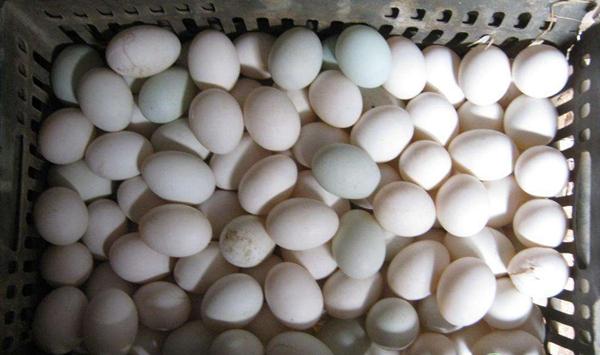 如何提高蛋鸭产蛋率