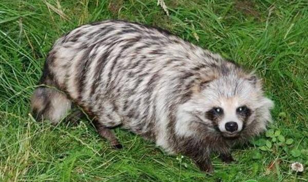 貉传染性肝炎临床症状及综合防治措施